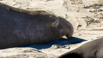 A male Elephant Seal on the beach
