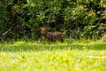 A southern pudu (Pudu puda) at the forest edge. Chiloé, Chile.