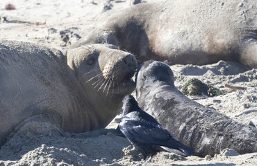 A baby Elephant Seal on a California Beach beach