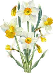 Obraz premium Beautiful Flower Clipart Vector Illustration - Floral Design for Graphics
