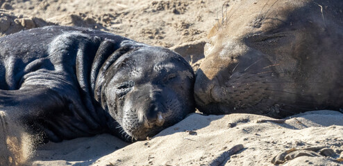 A baby Elephant Seal on a California Beach beach