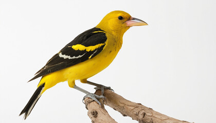 Fototapeta premium Male adult golden oriole White background vibrant feathers