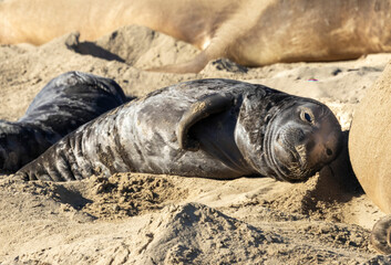 A baby Elephant Seal on a California Beach beach