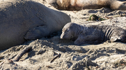 A baby Elephant Seal on a California Beach beach