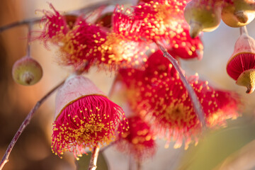 Princess Gum Blossoms