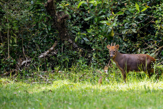 A southern pudu (Pudu puda) at the forest edge. Chilo&eacute;, Chile.