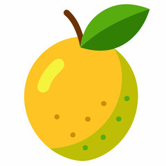 abiu fruit vector  illustration