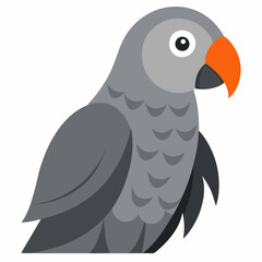 african grey parrot