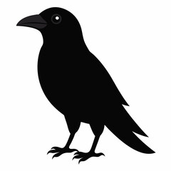 crow on a white background