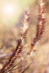Pennisetum pedicellatum