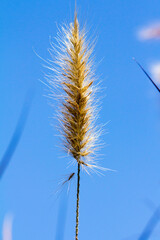 Desho grass, Pennisetum pedicellatum with sky