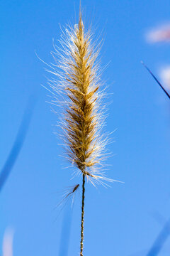 Desho grass, Pennisetum pedicellatum with sky