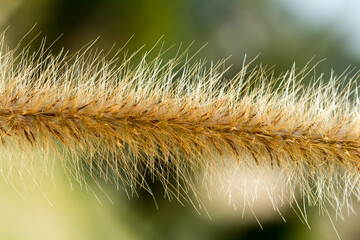 Desho grass or we call grass ,Pennisetum pedicellatum