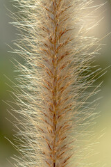 Pennisetum pedicellatum
