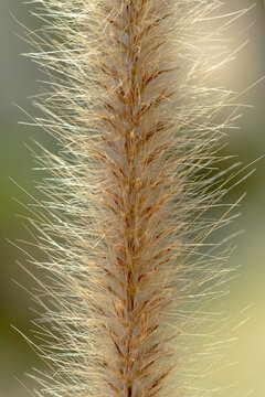 Pennisetum pedicellatum