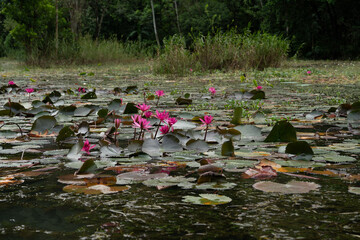 水田に群生する蓮　タムコック、カンボジア