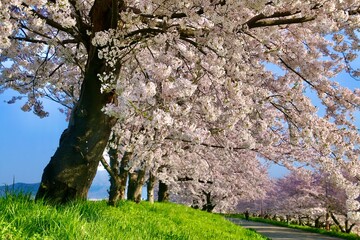 大河津分水の桜並木（新潟県・燕市）