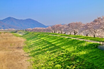 Fototapeta premium 大河津分水の桜並木（新潟県・燕市）