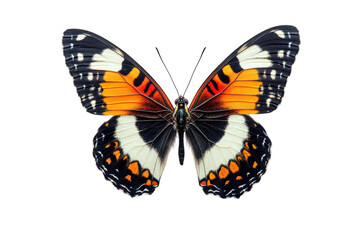Fototapeta premium Colorful butterfly displaying vibrant patterns with spread wings against a white background