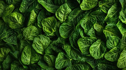 Fototapeta premium Vibrant Green Lettuce Leaves Close-Up Capturing the Freshness and Rich Textures of Healthy Organic Greens Perfect for Culinary and Nutritional Illustrations