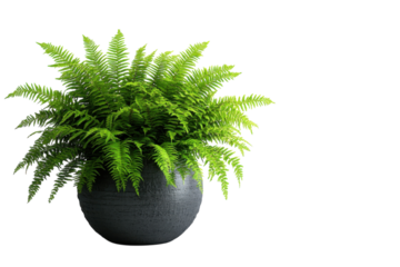 Vibrant green fern plant in a stylish black pot enhancing indoor space decor