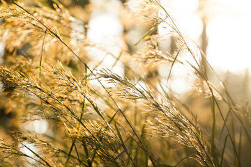 Grass macro, grass field in sun backlight