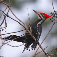 Pileated woodpecker with vibrant red crest on a branch.