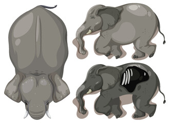 Elephant Anatomy and Perspectives Illustration