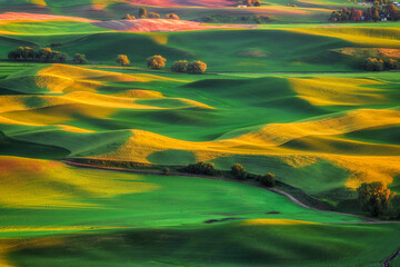 The rolling hills of eastern Washington's Palouse seen from the top of Steptoe Butte.