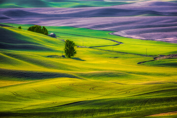 Obraz premium The rolling hills of eastern Washington's Palouse seen from the top of Steptoe Butte.