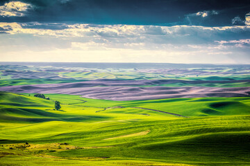 Obraz premium Rolling hills of the Palouse seen from Steptoe Butte