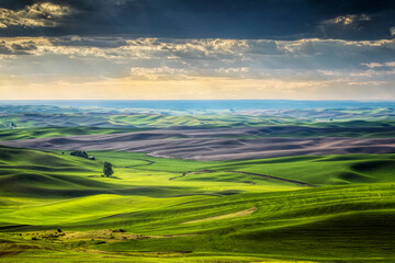 Rolling hills of the Palouse seen from Steptoe Butte