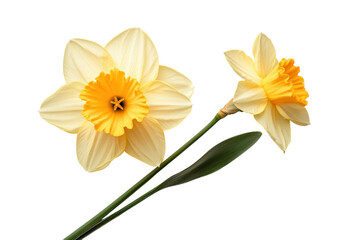Beautiful daffodils in full bloom showcasing vibrant yellow petals and fresh green leaves in a simple arrangement © Hafsa