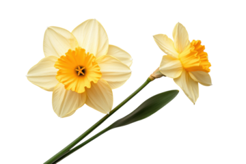Beautiful daffodils in full bloom showcasing vibrant yellow petals and fresh green leaves in a simple arrangement
