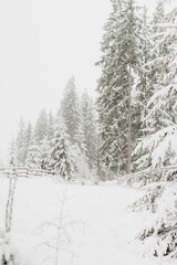 Journey Through a Winter Mountain Forest Exploring the Snowy Woods