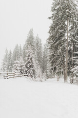 Journey Through a Winter Mountain Forest Exploring the Snowy Woods