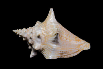 Strombus gigas or queen conch shell on black background