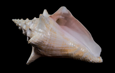 Strombus gigas or queen conch shell on black background