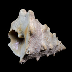 Tectus dentatus or toothed top shell on black background