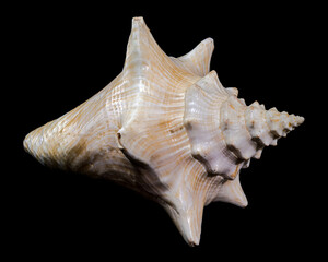 Strombus gigas or queen conch shell on black background