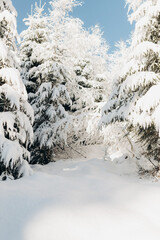 Journey Through a Winter Mountain Forest Exploring the Snowy Woods