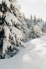 Journey Through a Winter Mountain Forest Exploring the Snowy Woods