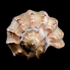 Harpa amouretta seashell on black background