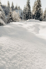 Obraz premium Journey Through a Winter Mountain Forest Exploring the Snowy Woods