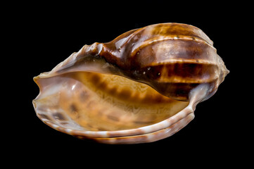 Harpa amouretta seashell on black background