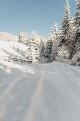 Journey Through a Winter Mountain Forest Exploring the Snowy Woods