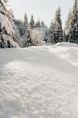 Obraz premium Journey Through a Winter Mountain Forest Exploring the Snowy Woods