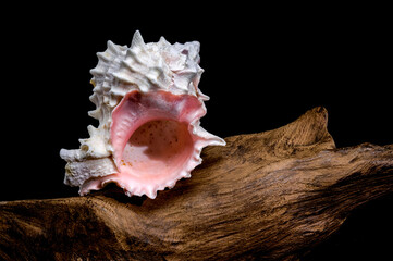 Red-mouthed Murex seashell on on driftwood