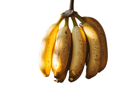 Freshly harvested bananas hanging against a bright background ready for sale and consumption