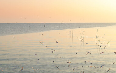 Seagulls flying in the sky at Bangpu Samut Prakan, Thailand
